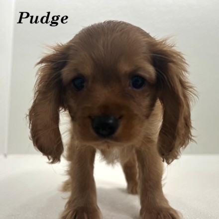 puppy, for, sale, Cockaliers, Joe & Cherri  Overlease, dog, breeder, Miller, MO, dog-breeder, puppy-for-sale, forsale, nearby, find, puppyfind, locator, puppylocator, aca